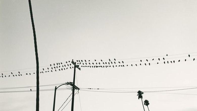 Black and White photo of birds on power lines